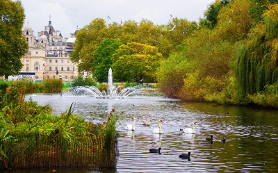 A picturesque pond with swans and ducks, a fountain in the center, green trees surrounding the water, and a historic building in the background under a cloudy sky.