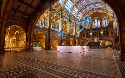 A spacious, grand hall with arched windows, intricate tile floor, a large blue whale skeleton hanging from the ceiling, and a tall giraffe model displayed to the left. Warm sunlight fills the historic space.